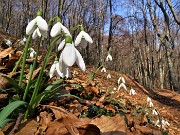 02 Festa di fiori sui sentieri al Monte Zucco - Galanthus nivalis (Bucanevi)